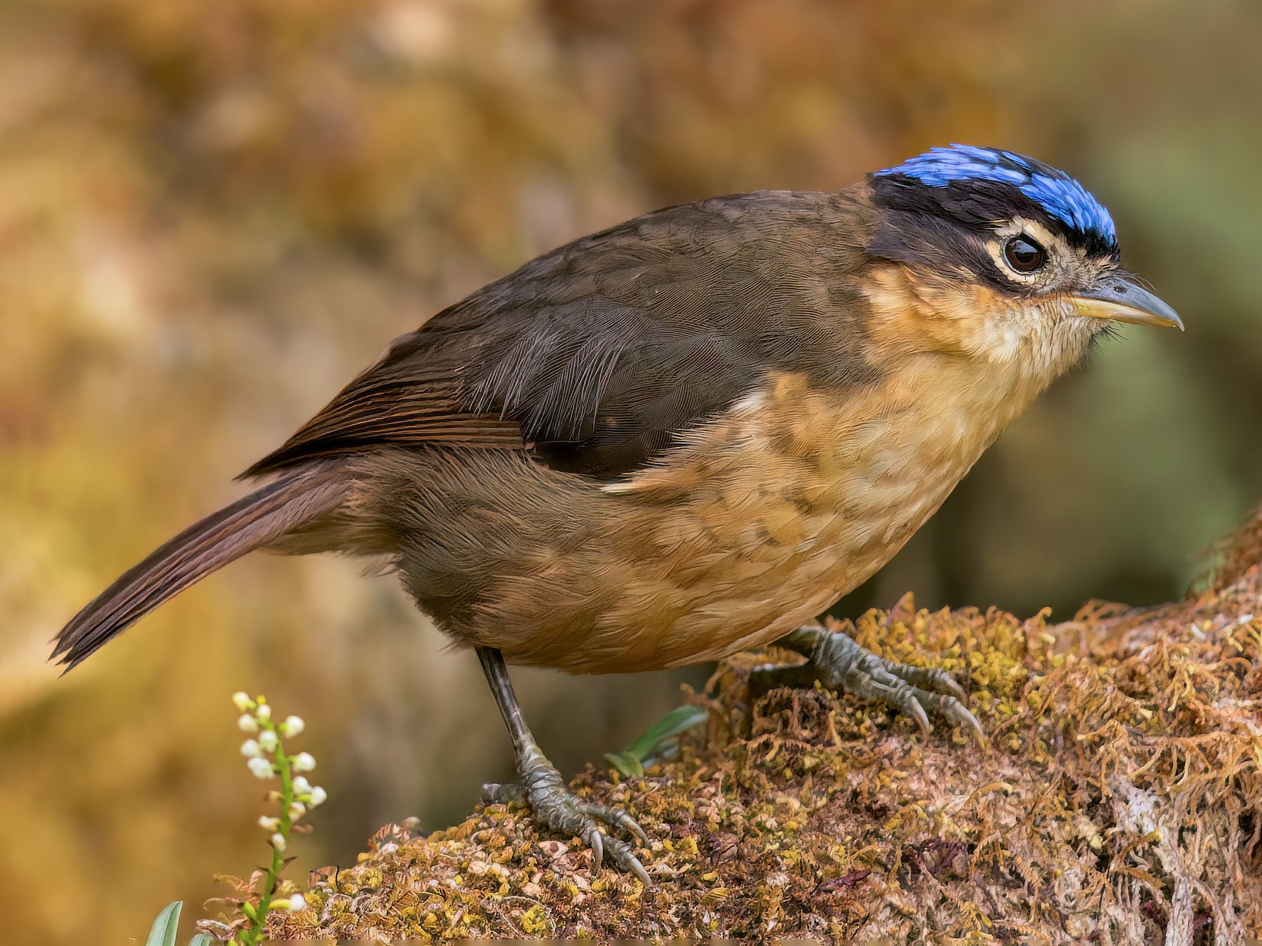 Blue-capped Ifrita - Dubi Shapiro