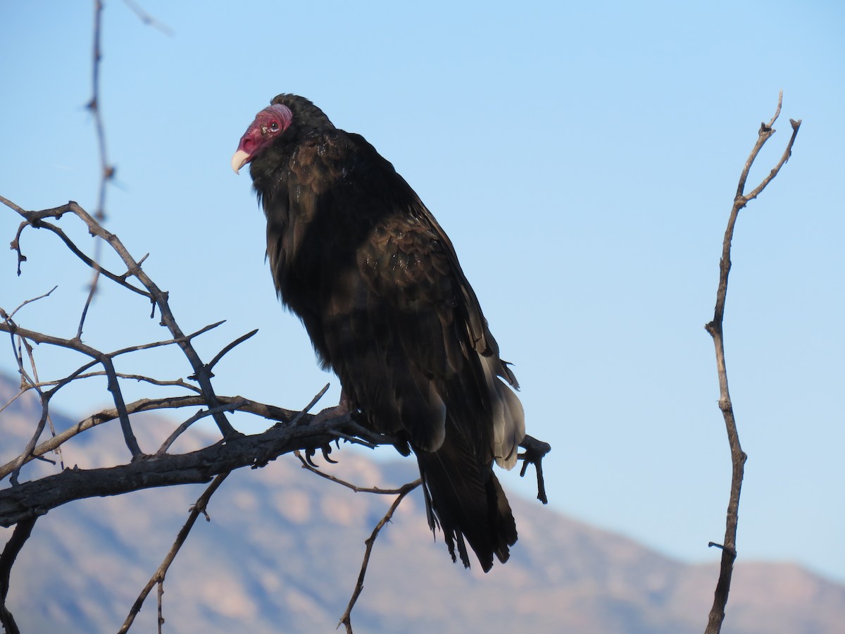 Turkey Vulture - ML609049180