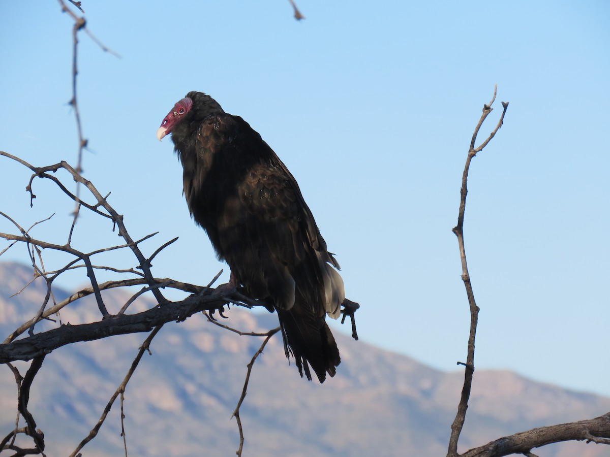 Turkey Vulture - ML609049181