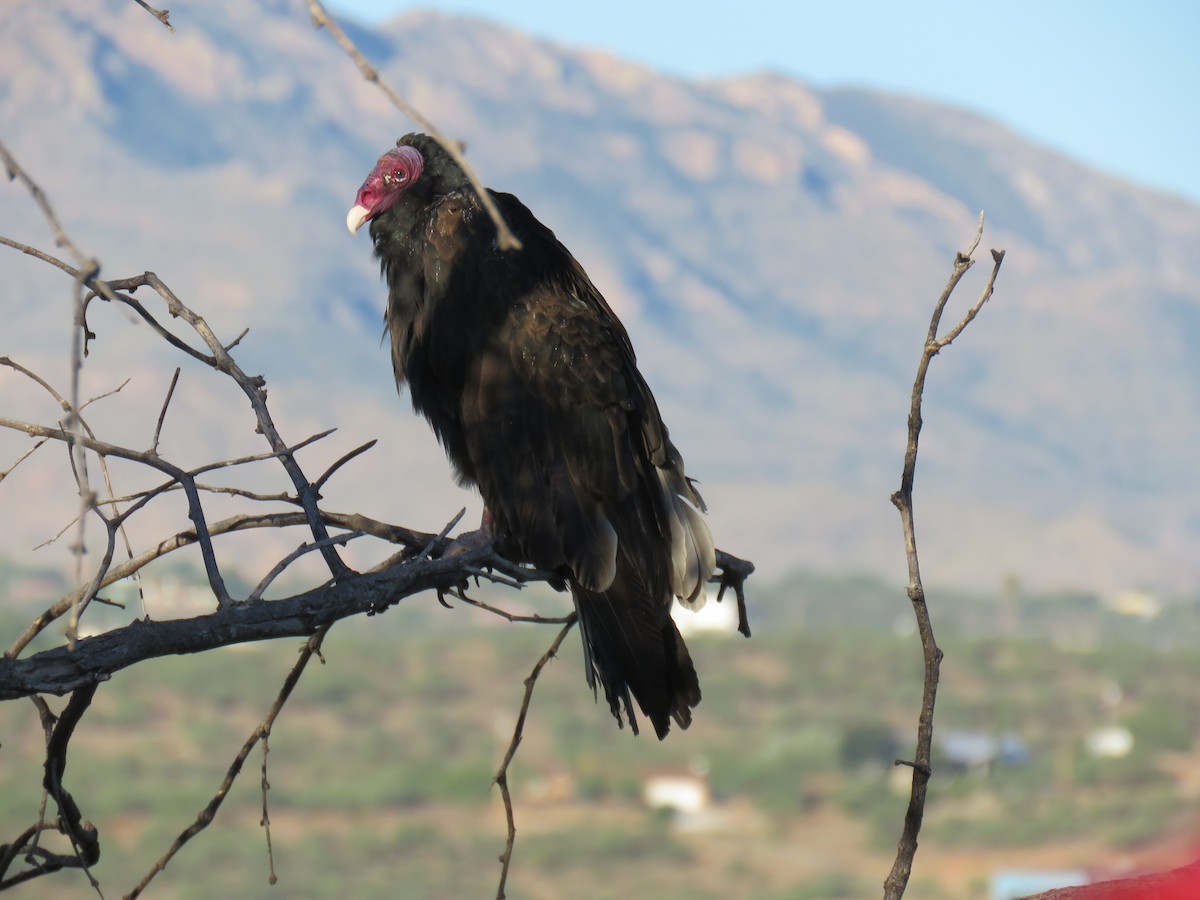 Turkey Vulture - ML609049182