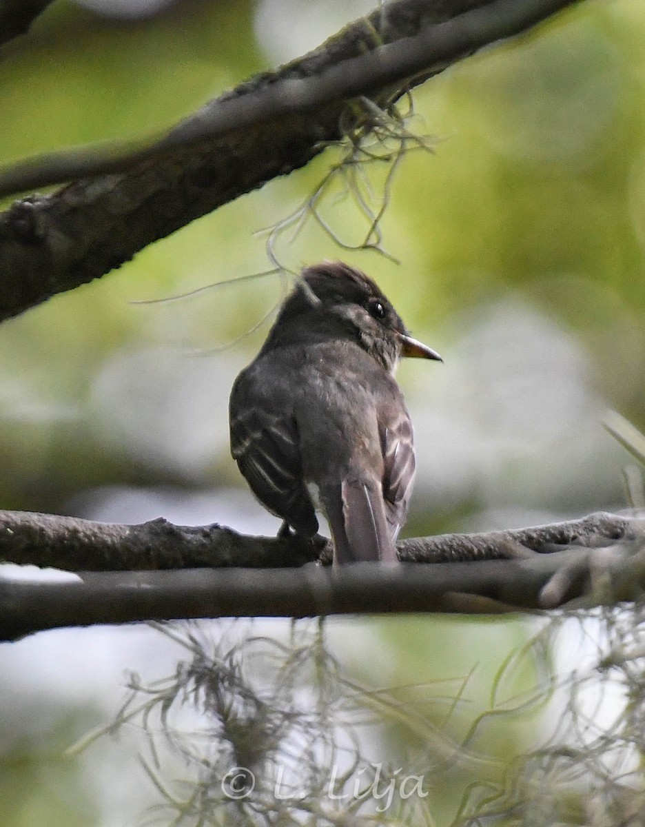 eBird Checklist 20 Sep 2023 Mead Botanical Gardens 22 species