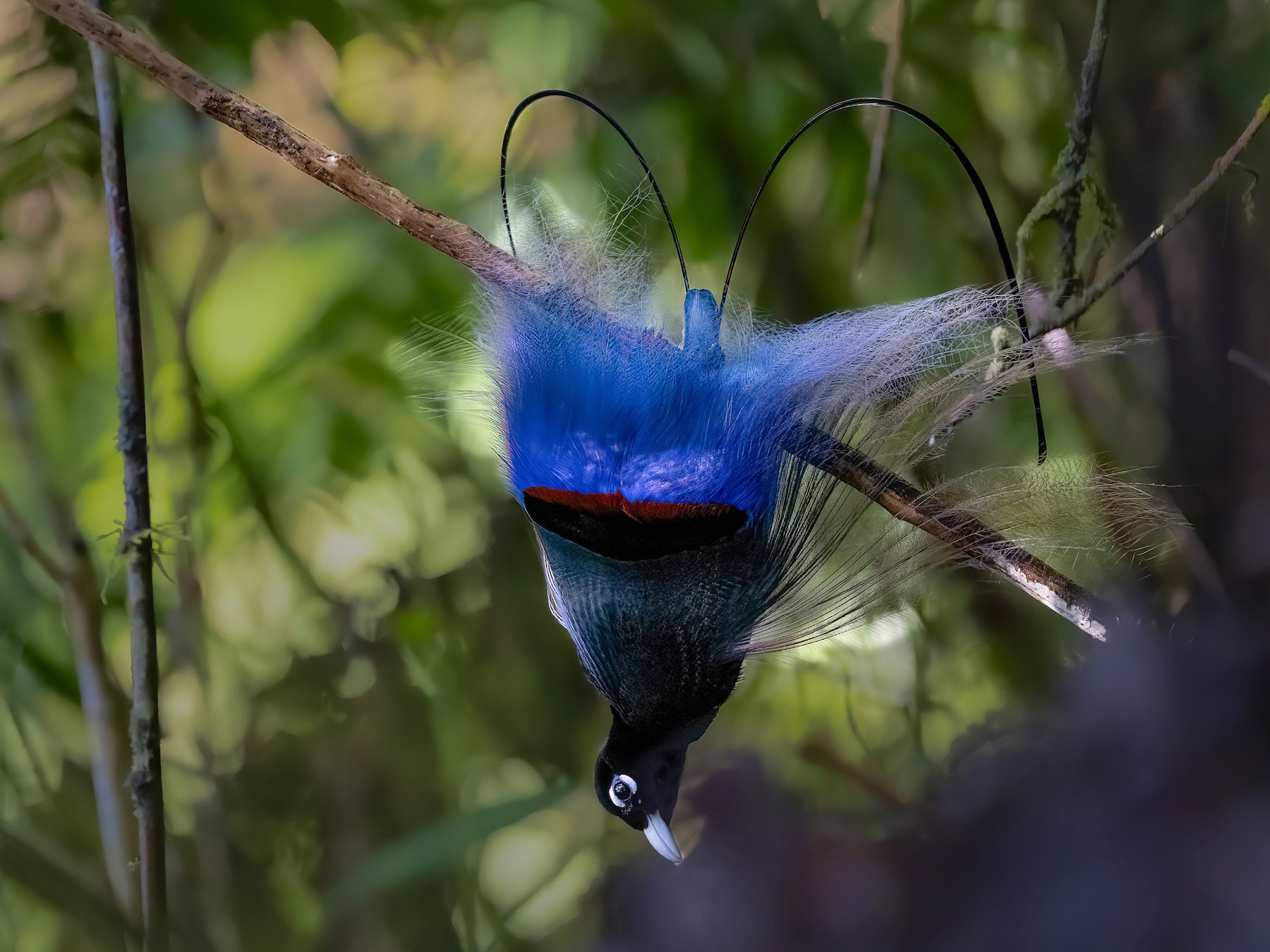 Blue bird of paradise Males have black trim and cape, white eyes, blue