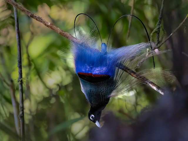 Blue Bird Of Paradise Flying Blue Bird Of Paradise