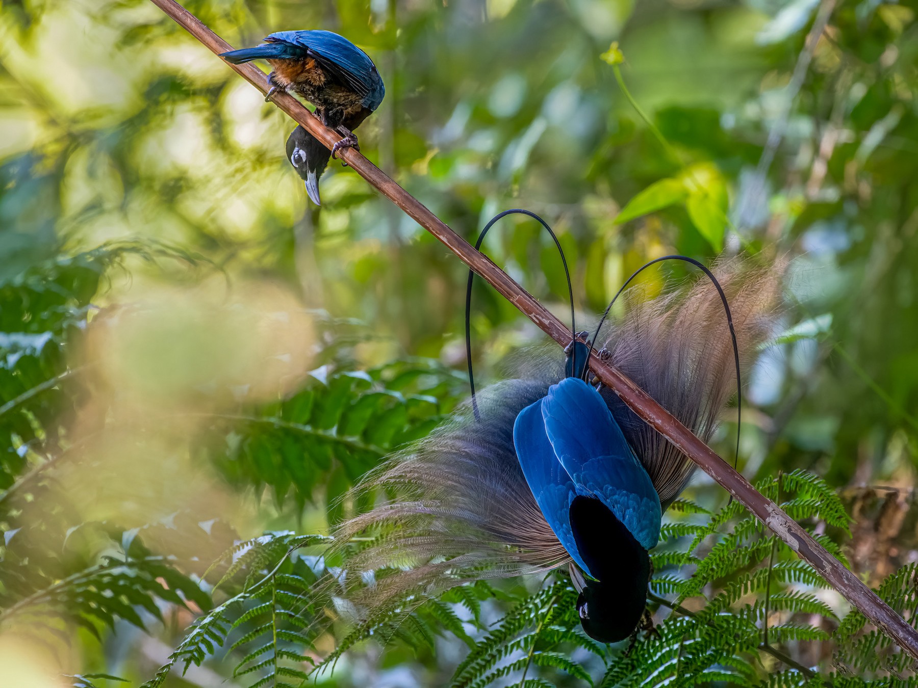 Bird of Paradise