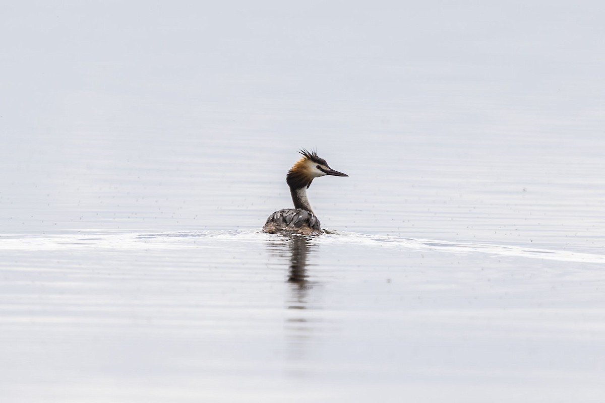 Great Crested Grebe - ML609049586