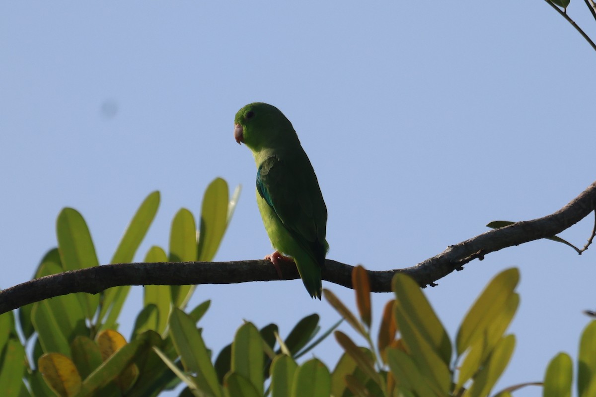 Turquoise-winged Parrotlet - ML609049823