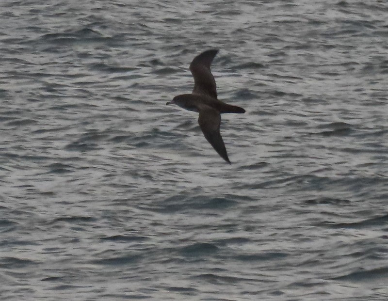 Pink-footed Shearwater - ML609050115