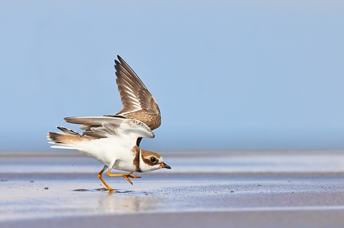 Semipalmated Plover - Greg Homel