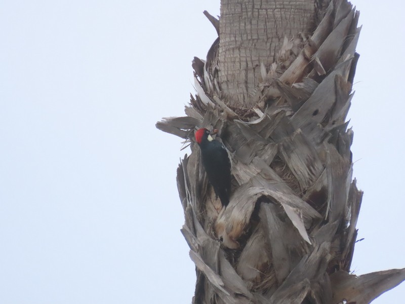 Acorn Woodpecker - ML609050505