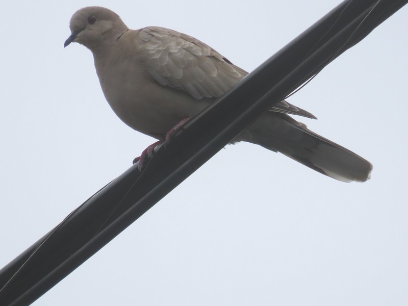 Eurasian Collared-Dove - ML609050509