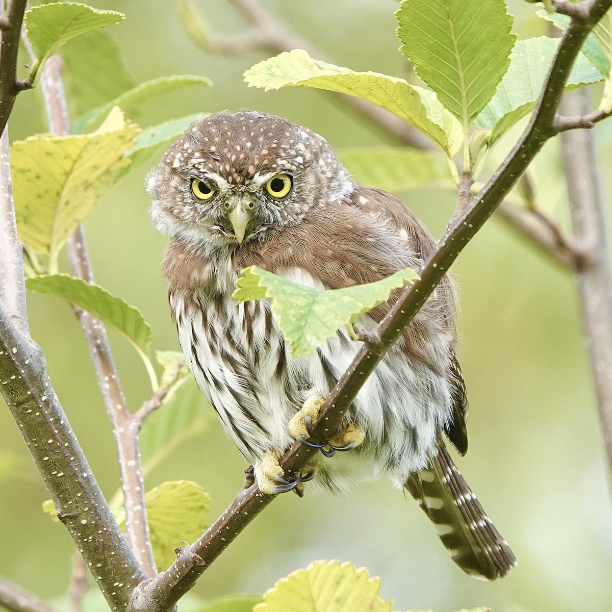 Northern Pygmy-Owl - ML609050542