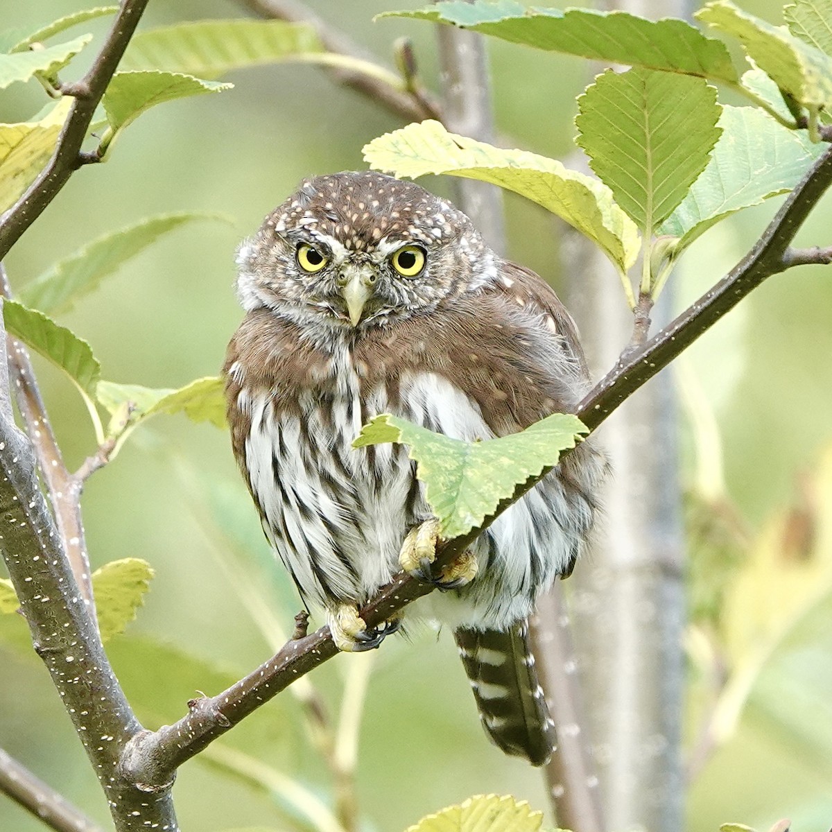 Northern Pygmy-Owl - ML609050544