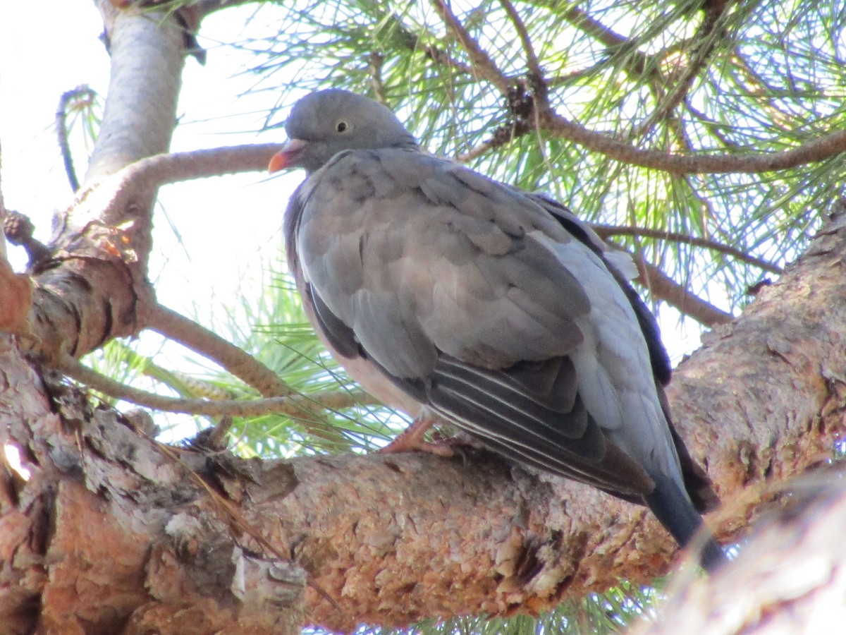 Common Wood-Pigeon - ML609050598