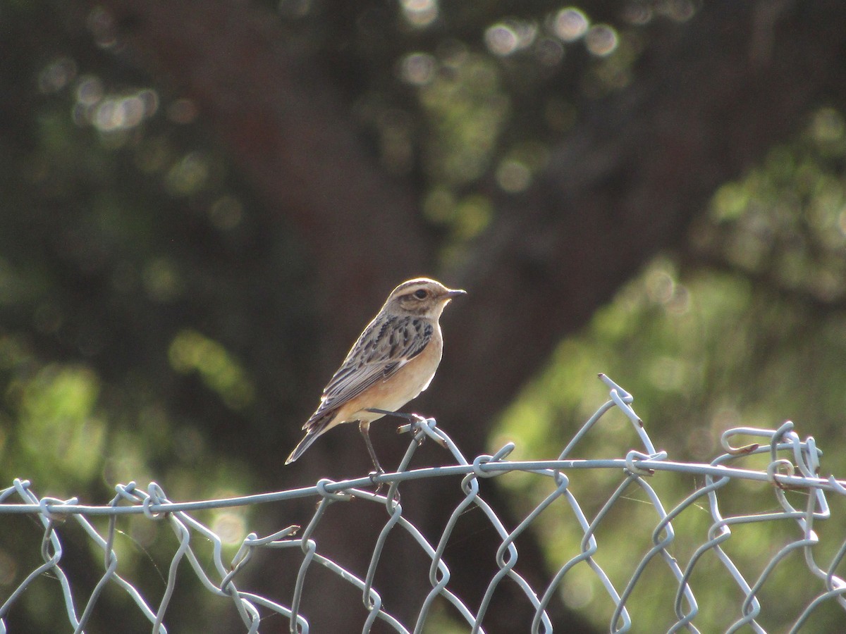Whinchat - ML609050658