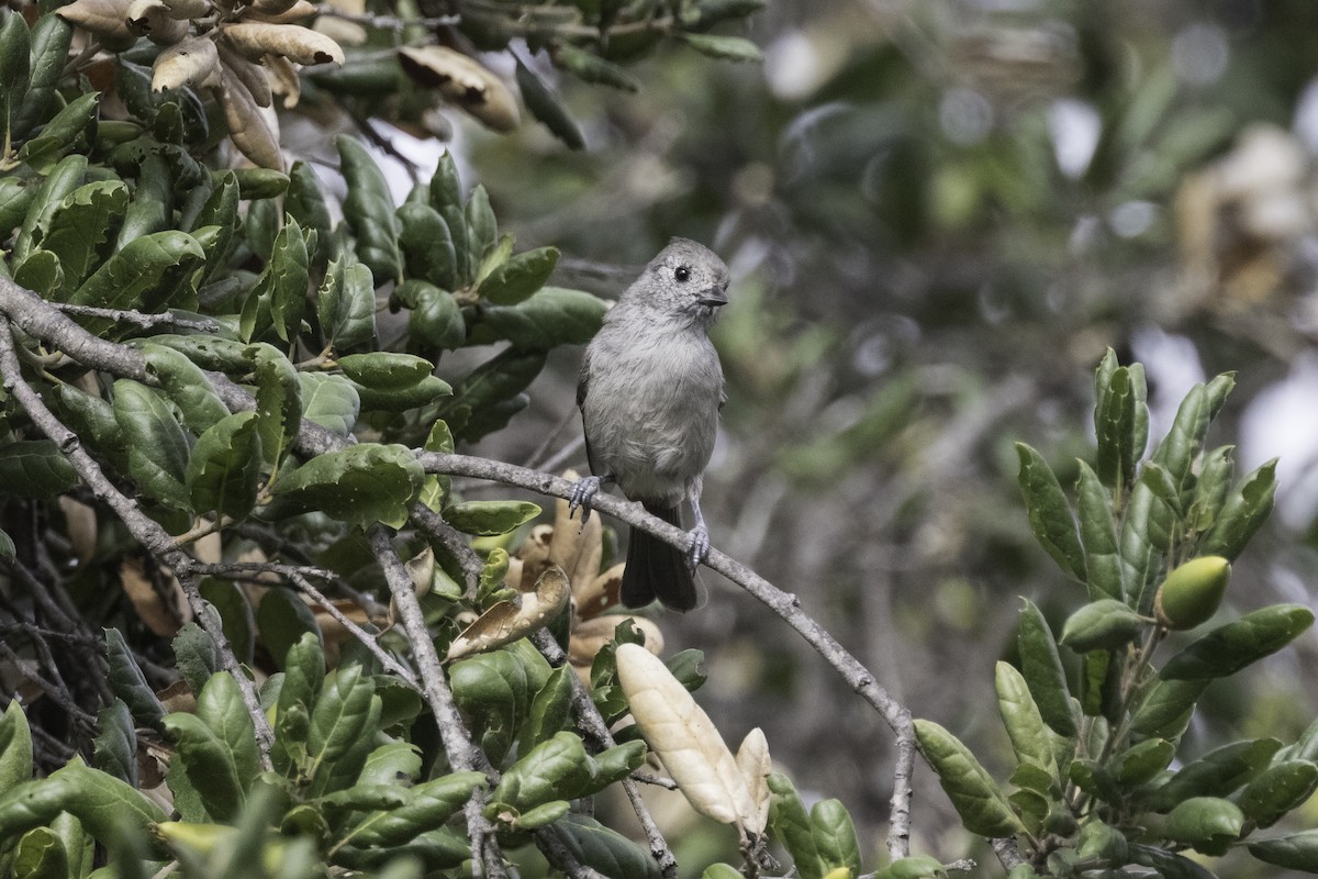 Oak Titmouse - ML609050847