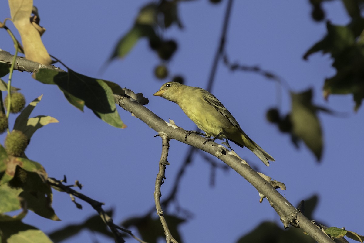 Western Tanager - ML609051249