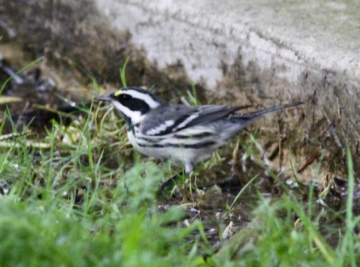 Black-throated Gray Warbler - Mike Nelson