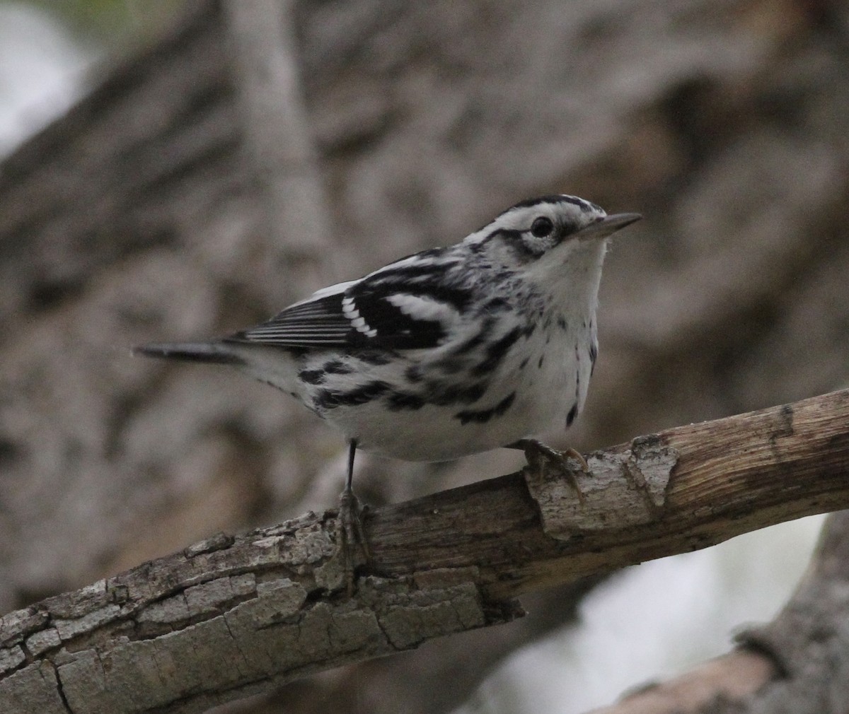 Black-and-white Warbler - ML609051396