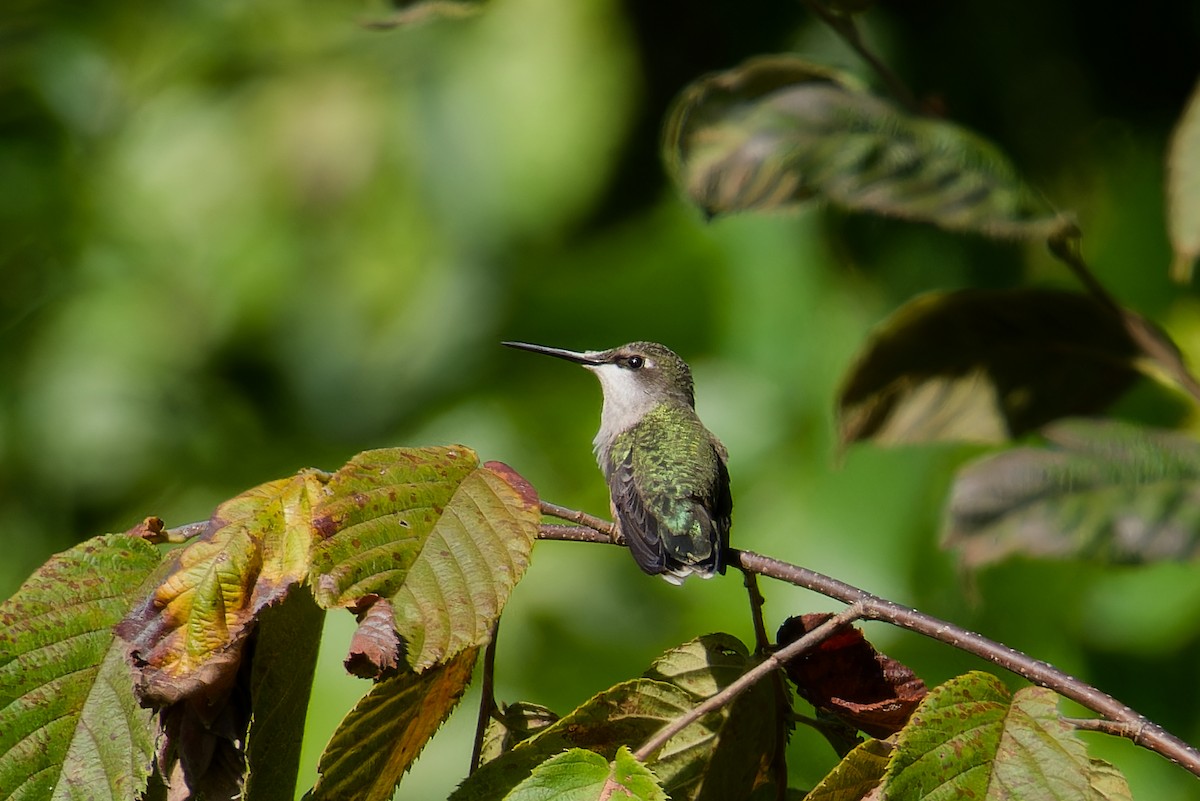 ebird-checklist-17-sep-2023-fort-pillow-shp-40-species-1-other