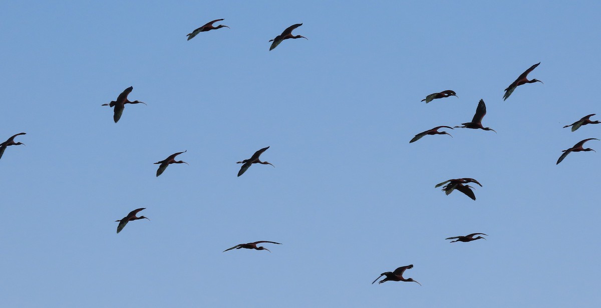 ibis hnědý - ML609052083