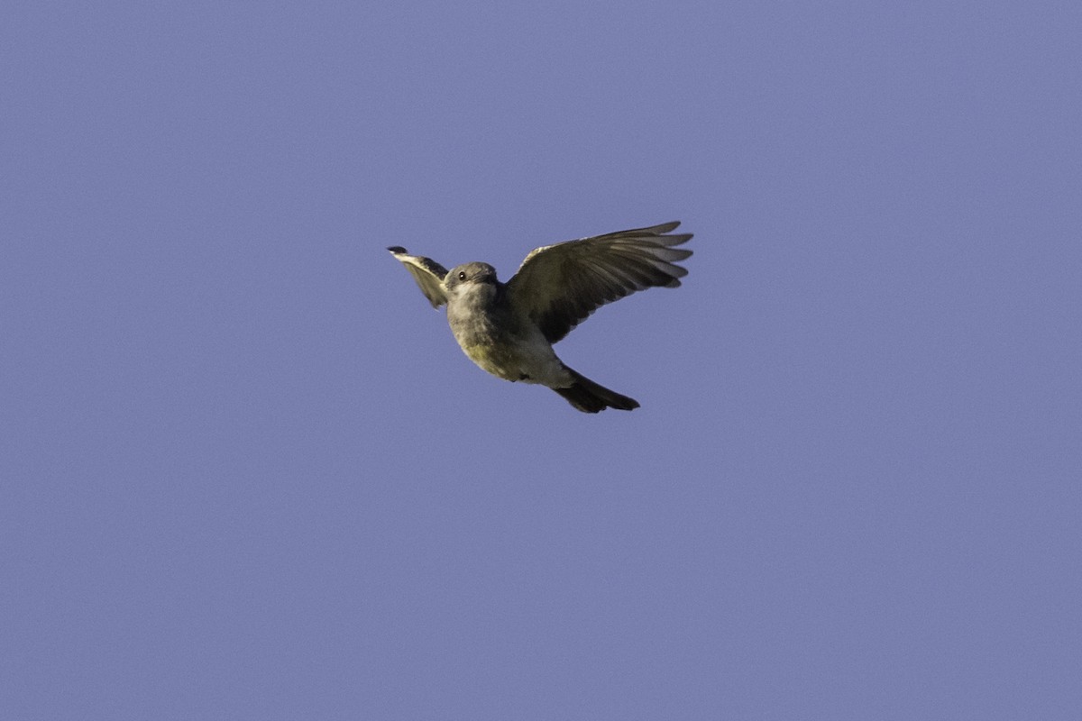 Western Kingbird - ML609052244