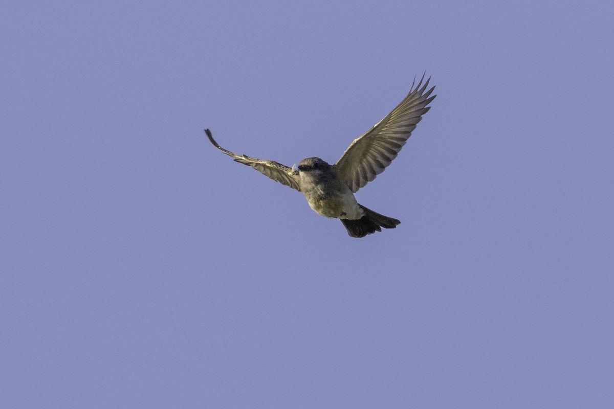 Western Kingbird - ML609052250