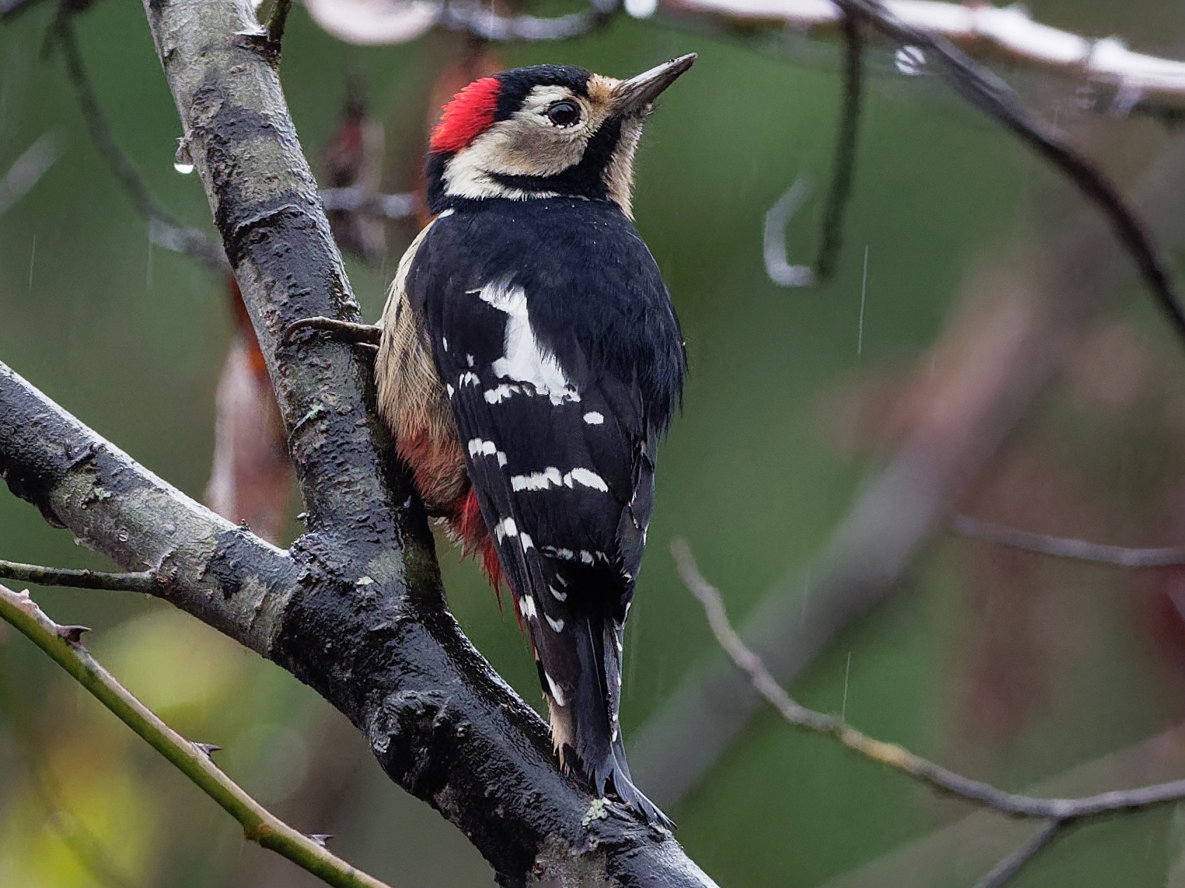 Necklaced Woodpecker - Vincent Wang