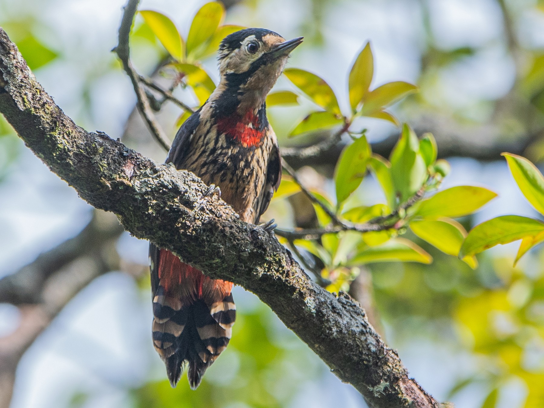 Necklaced Woodpecker - Ngoc Sam Thuong Dang
