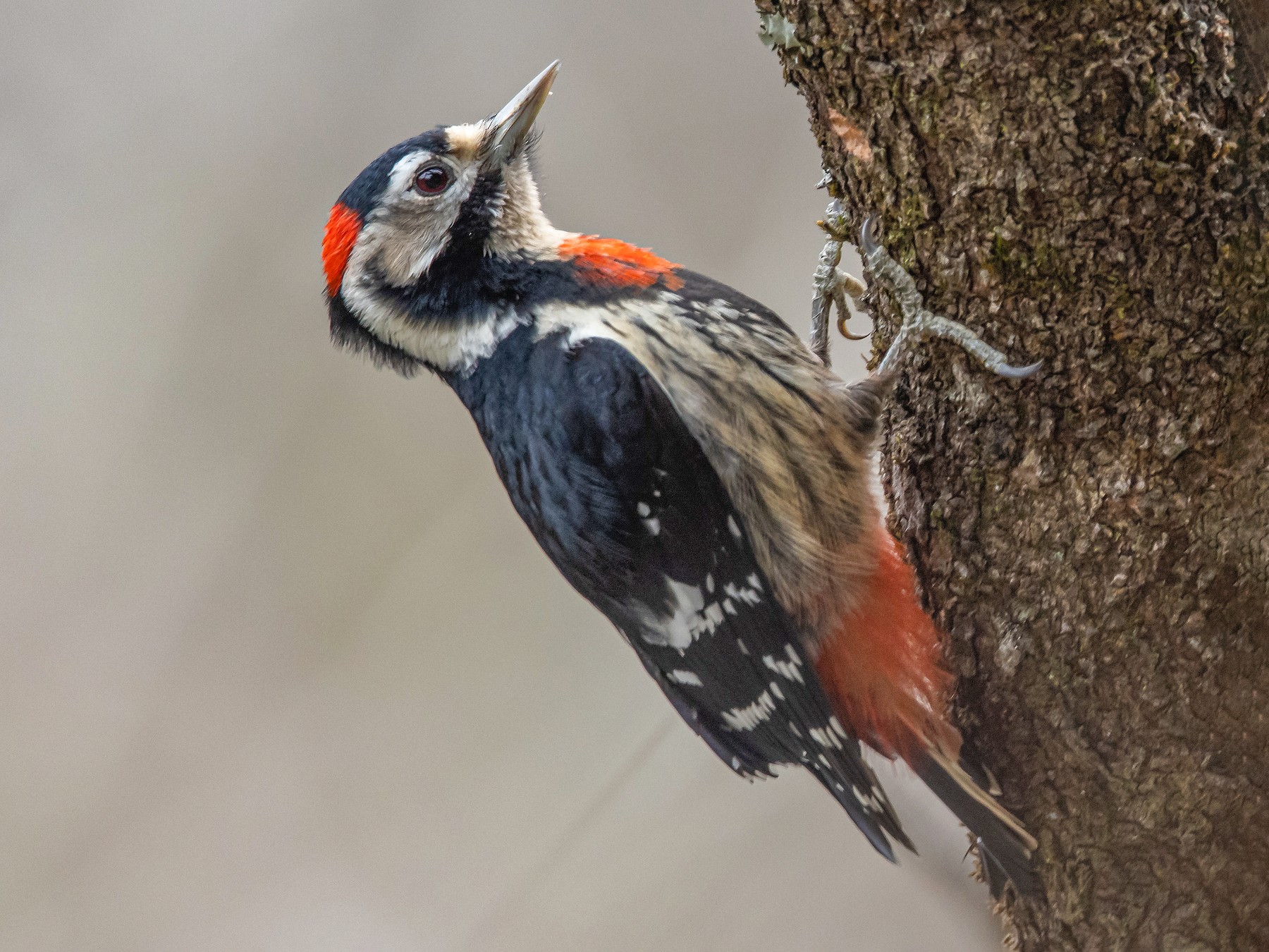 Necklaced Woodpecker - 大牙齿 458