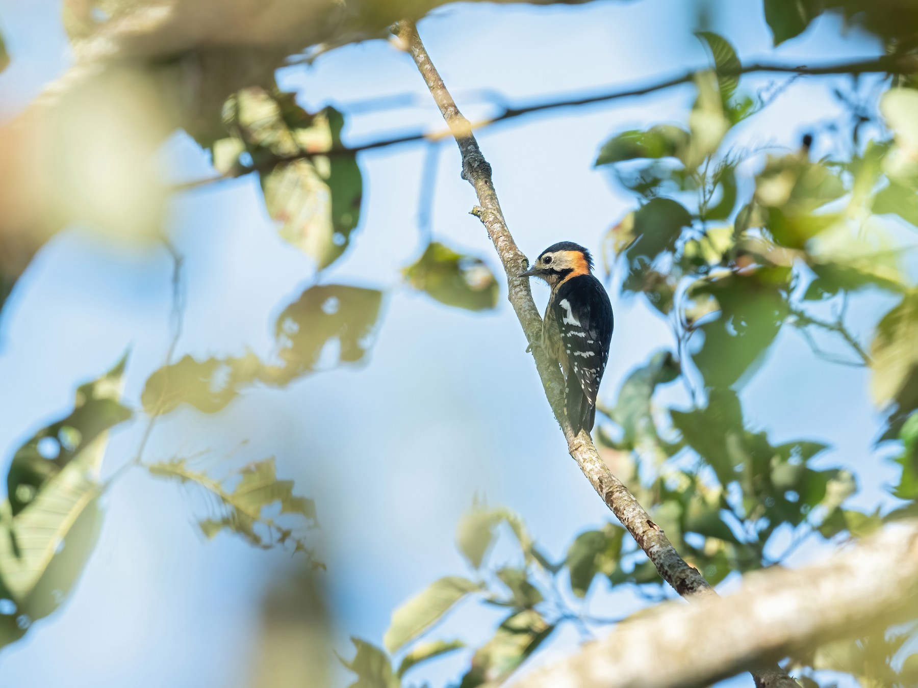 Necklaced Woodpecker - Deepak Budhathoki 🦉