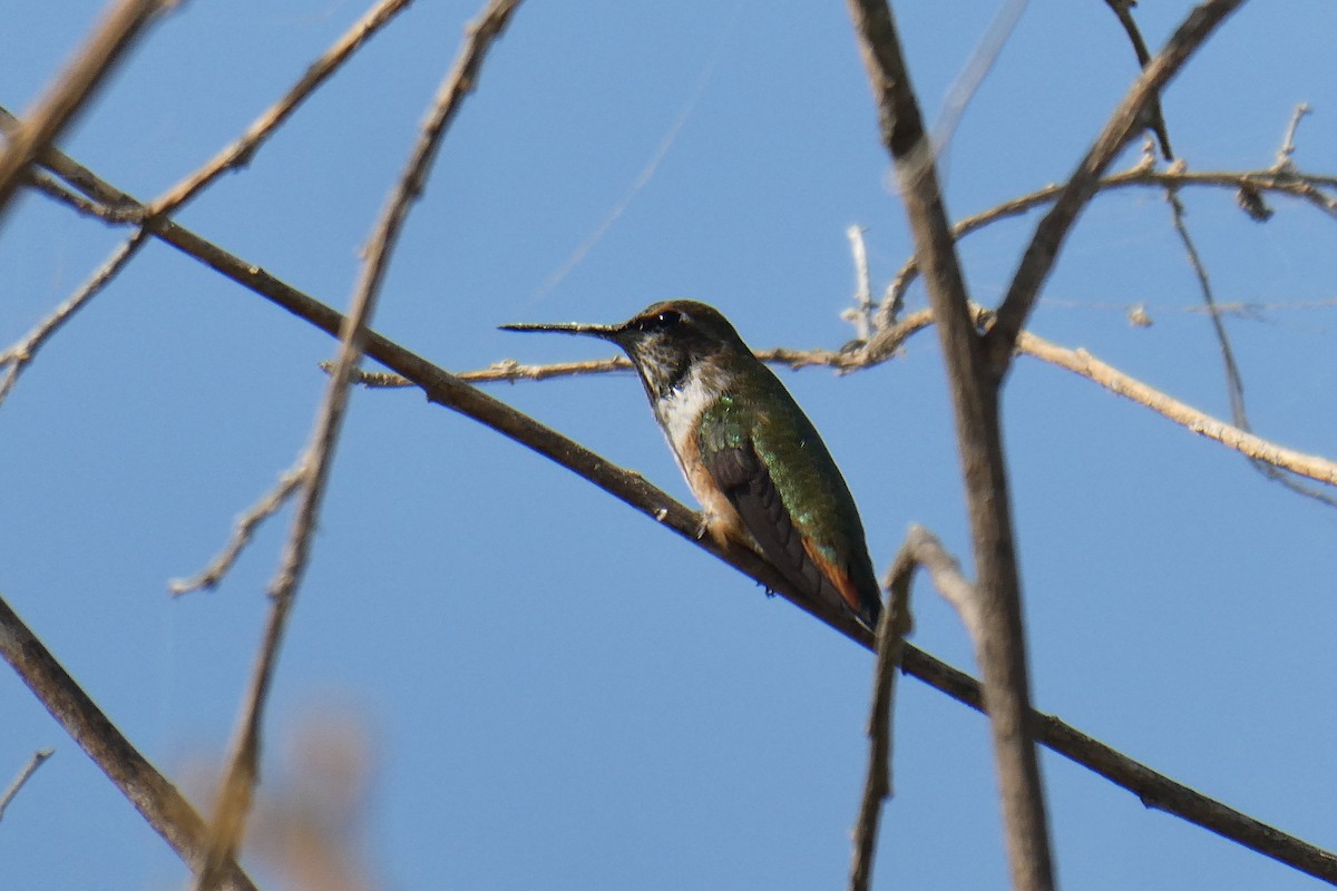 rødkolibri - ML609052508