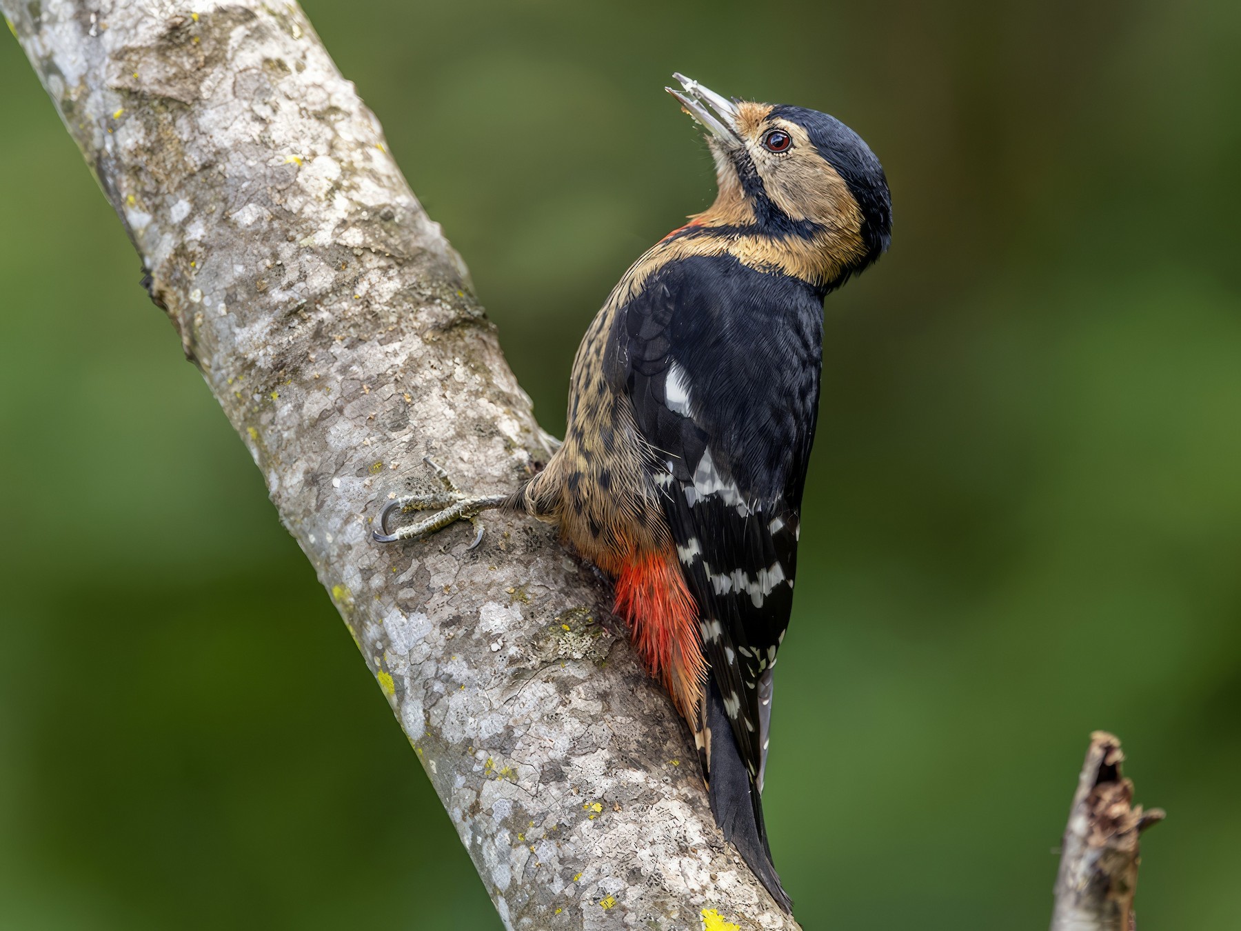 Necklaced Woodpecker - Su Li