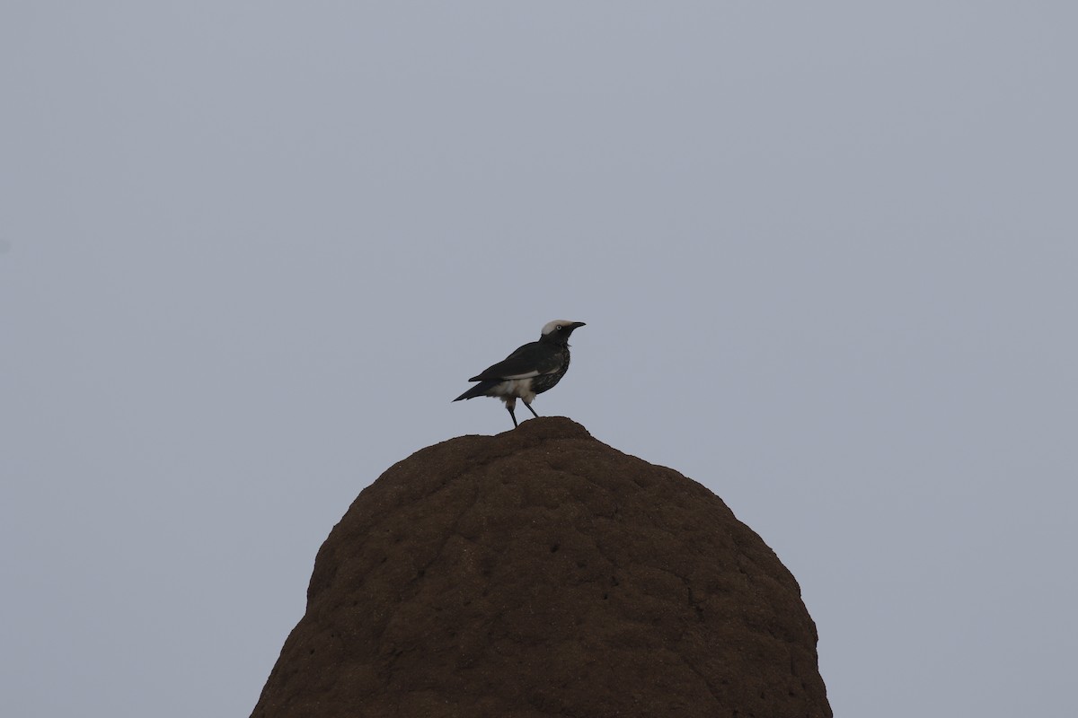 White-crowned Starling - ML609052626