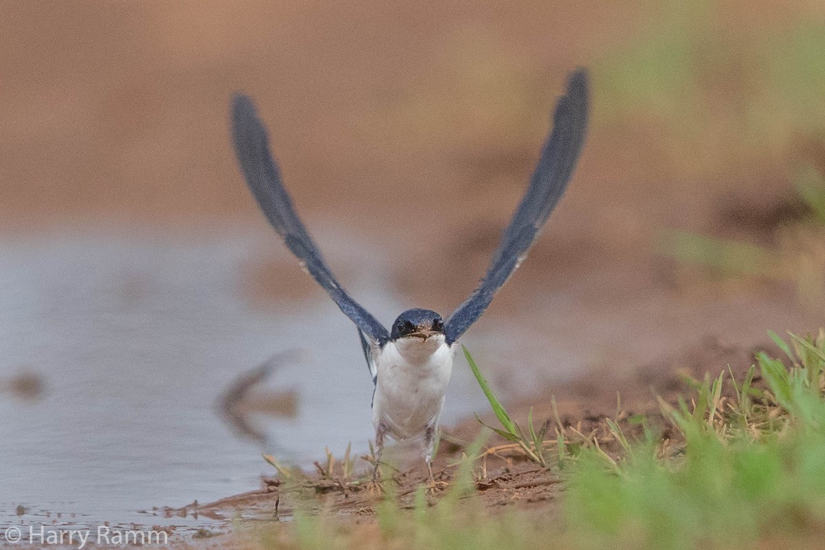 White-tailed Swallow - ML609053250