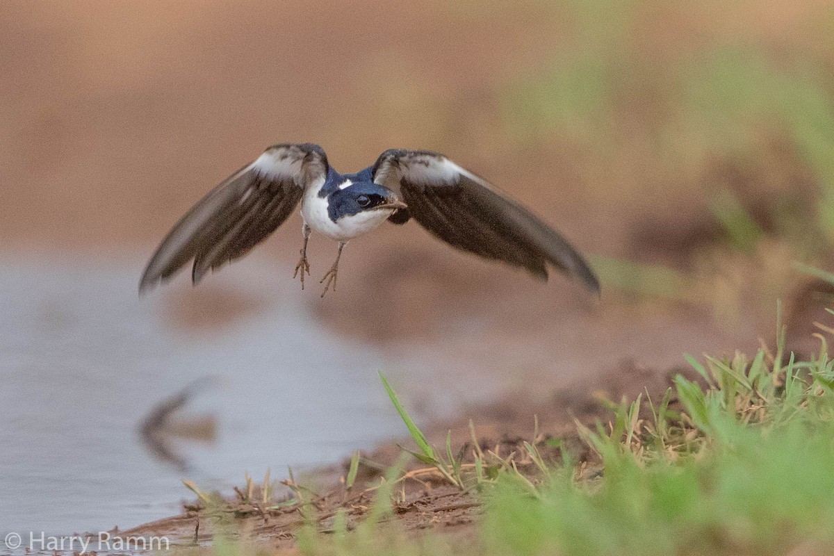 White-tailed Swallow - Daniel Booker