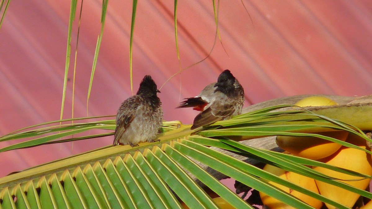 Red-vented Bulbul - ML609053320