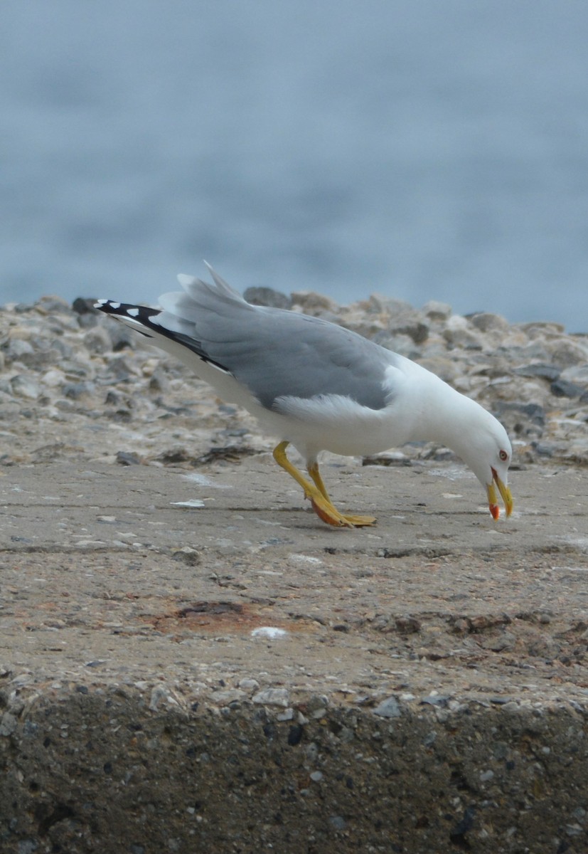 Yellow-legged Gull - ML609053479