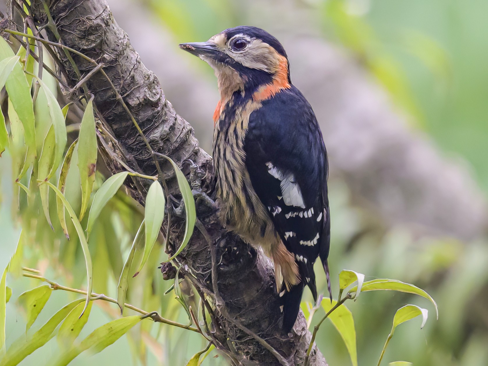 Crimson-breasted Woodpecker (Crimson-naped Woodpecker) - eBird