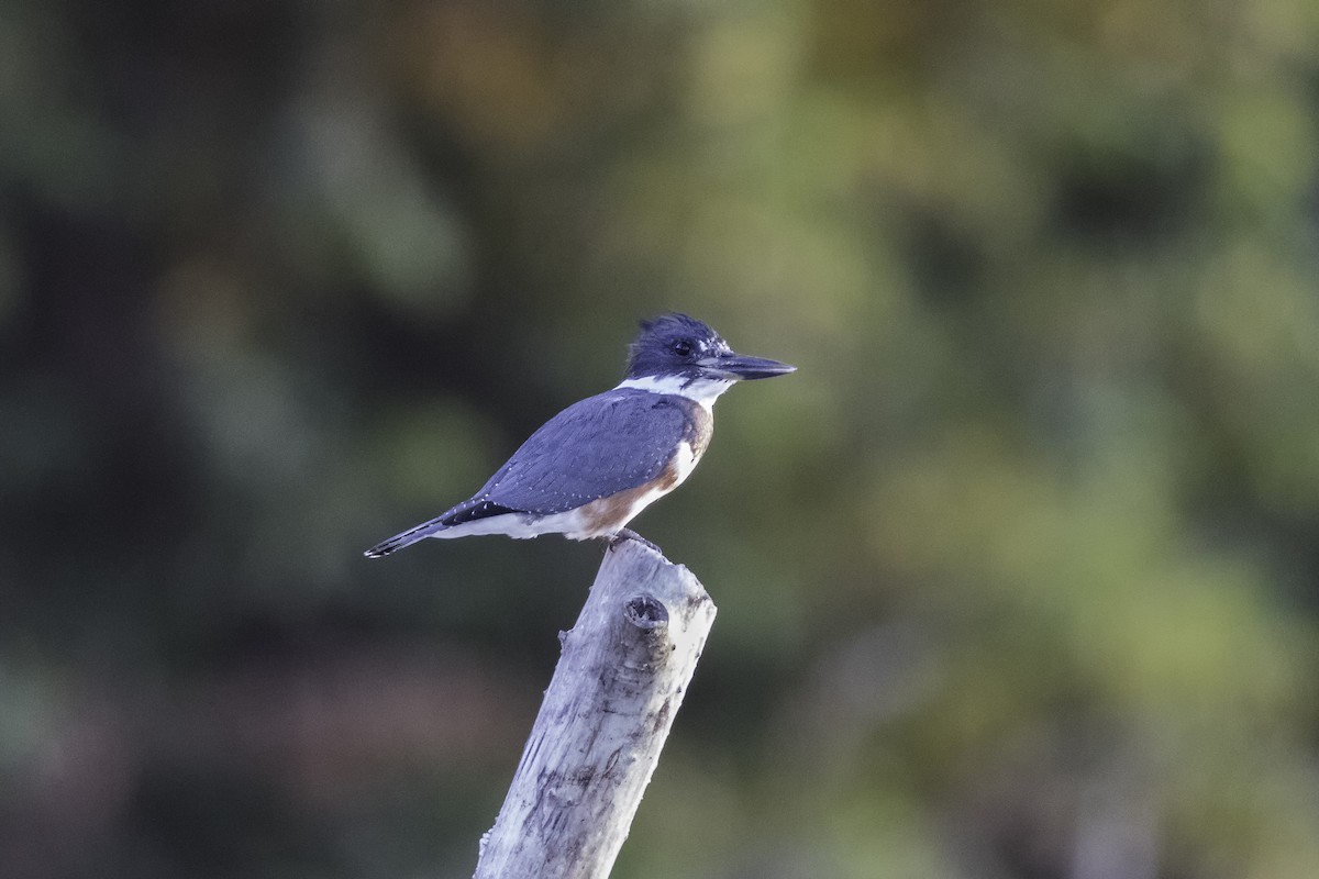 Belted Kingfisher - ML609054557