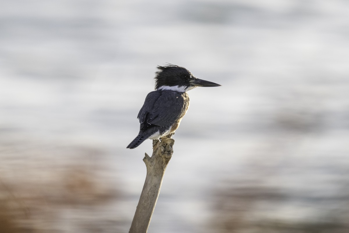 Belted Kingfisher - ML609054575
