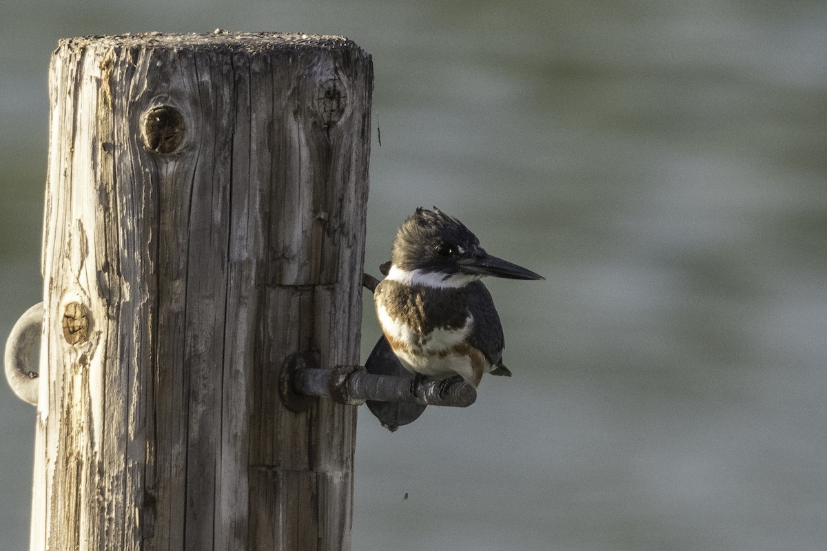 Belted Kingfisher - ML609054577