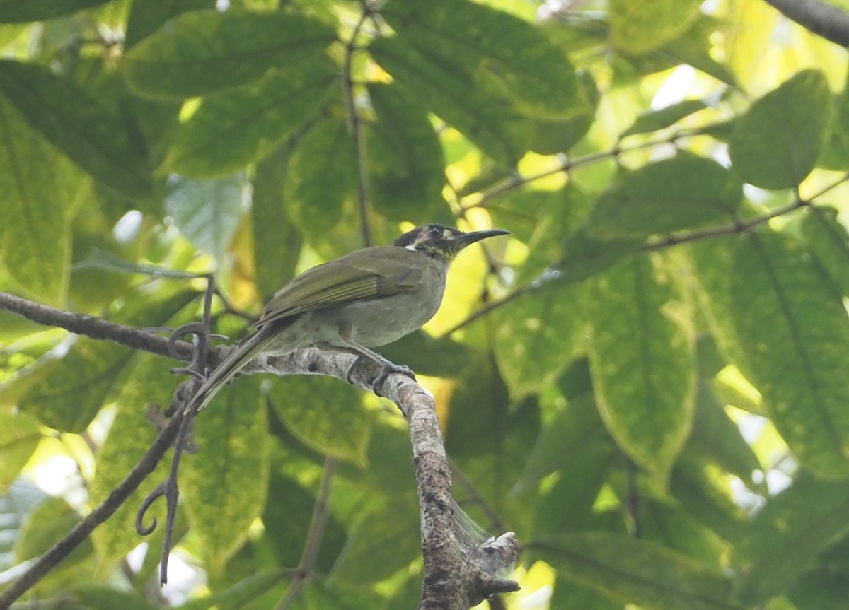 Obscure Honeyeater - ML609054798