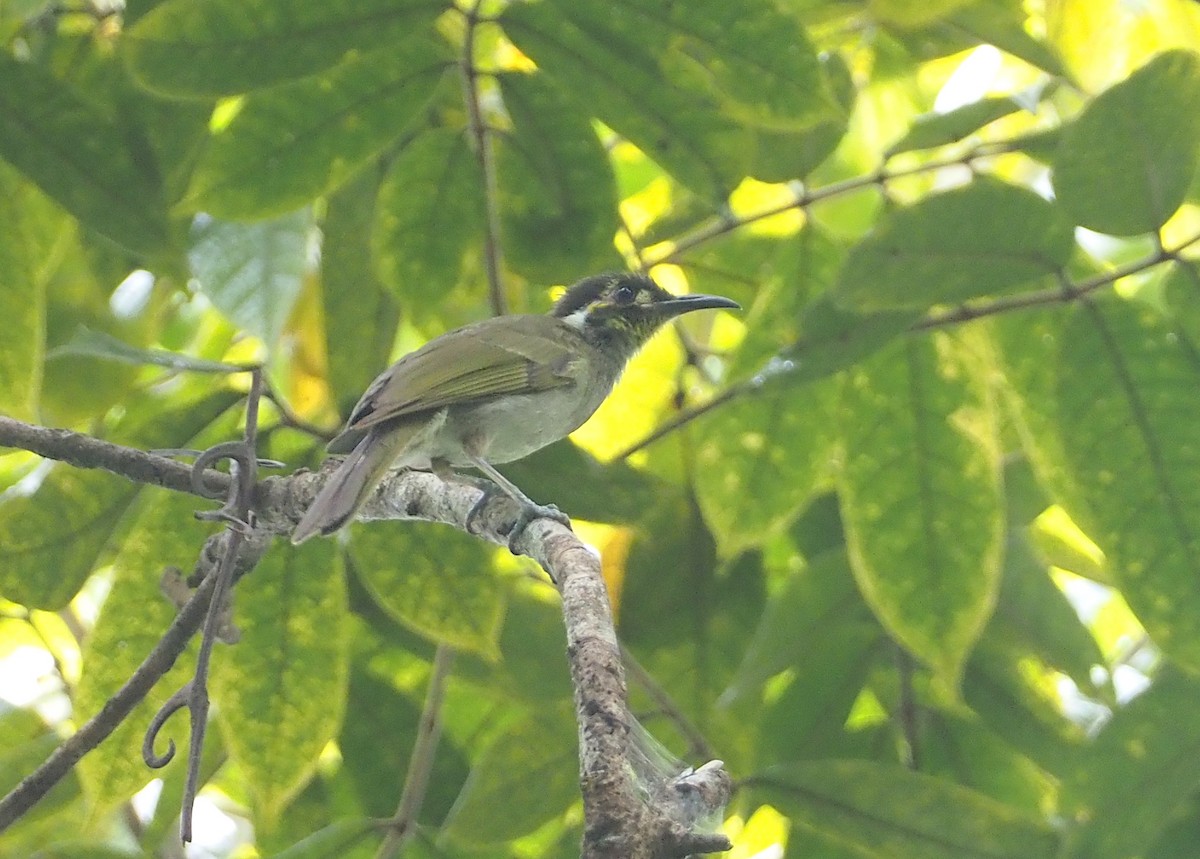 Obscure Honeyeater - ML609054845