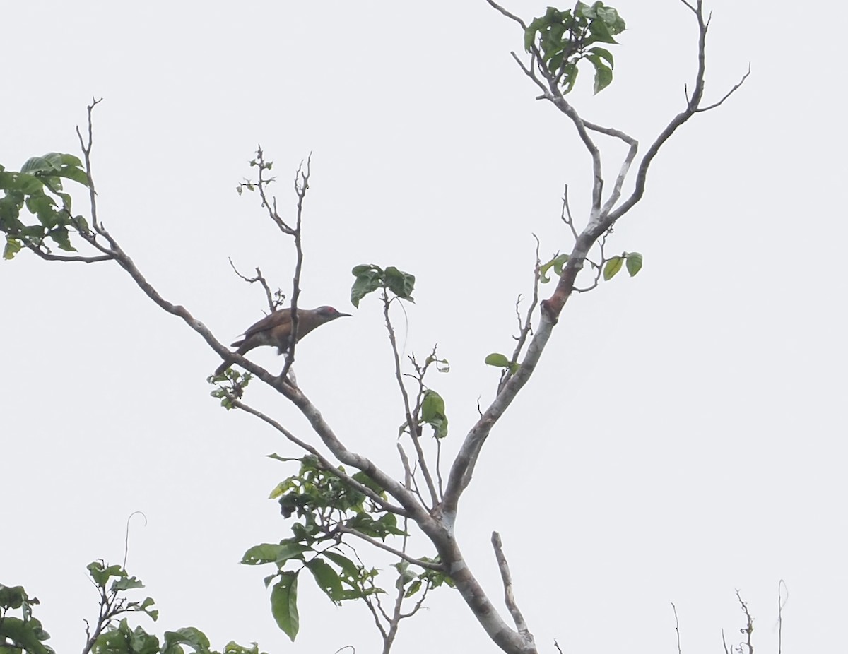 Long-billed Cuckoo - Stephan Lorenz