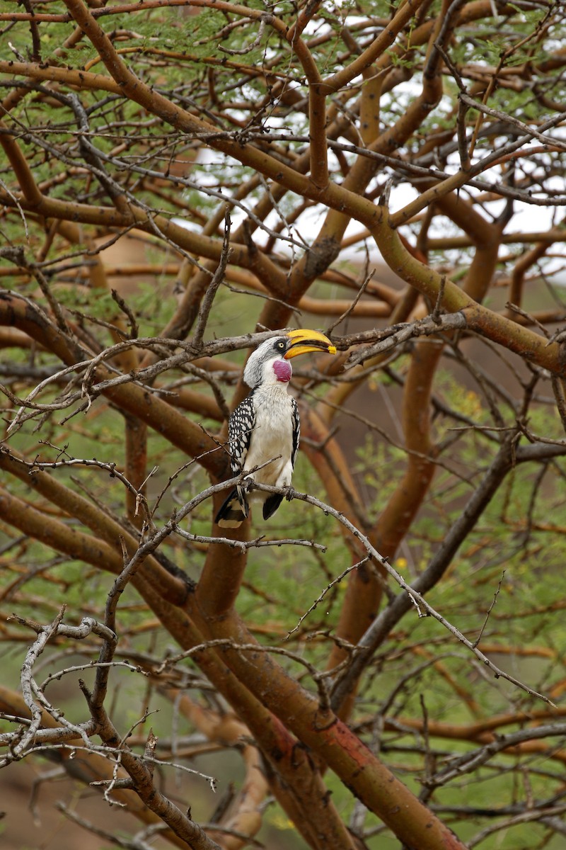 Eastern Yellow-billed Hornbill - Daniel Booker