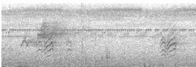 白胸燕鵙 - ML609055600