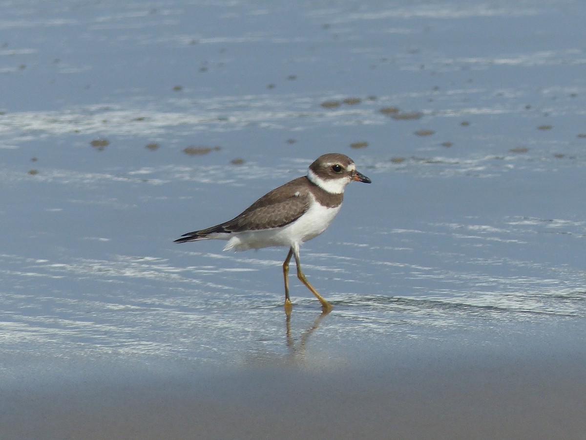 Semipalmated Plover - ML609056041