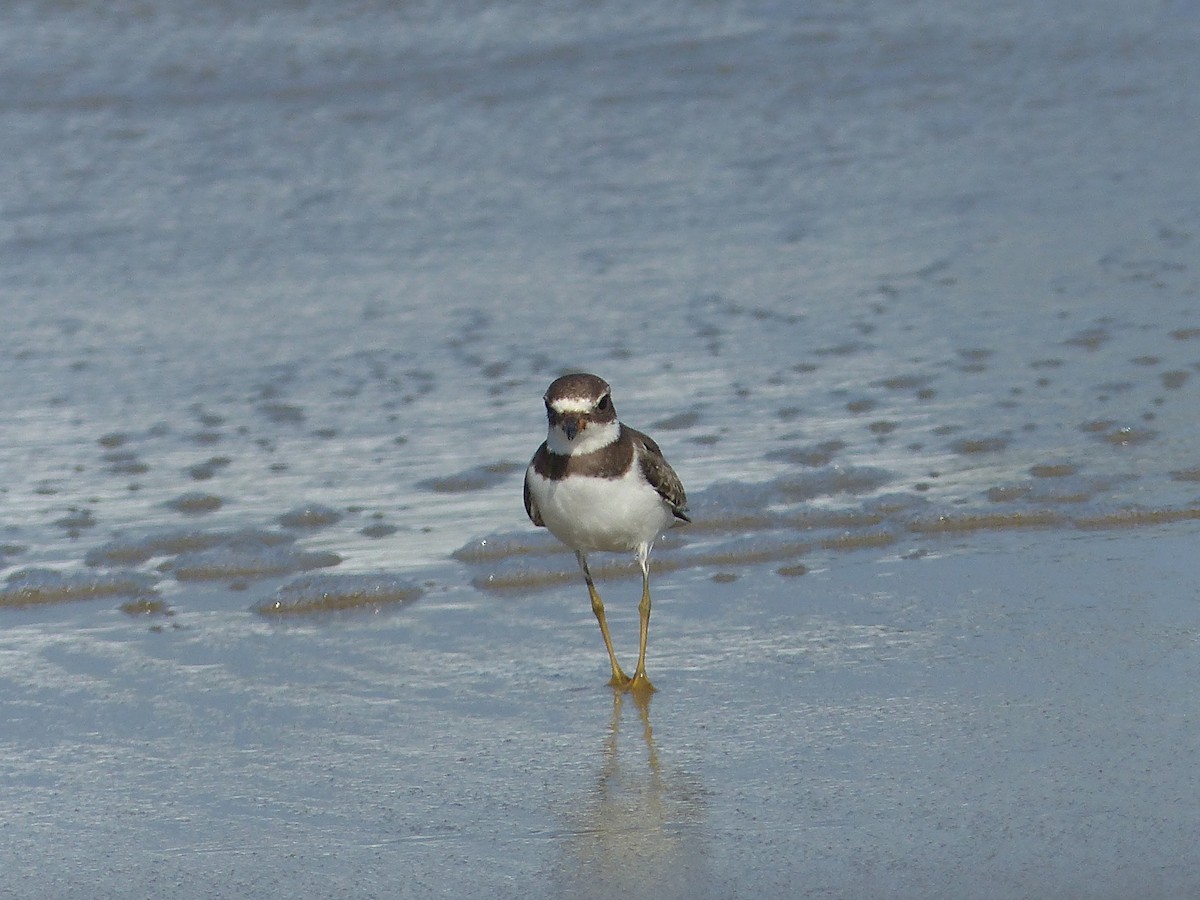 Semipalmated Plover - ML609056042