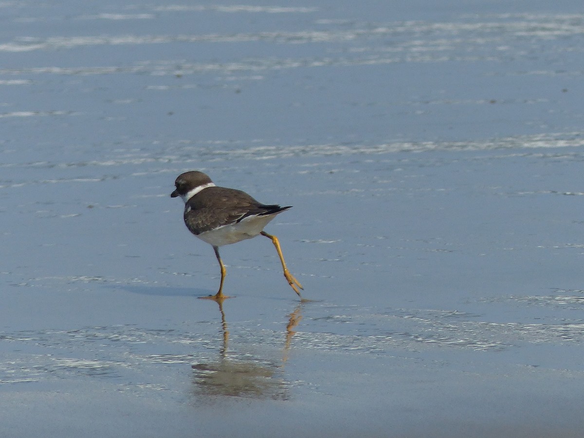 Semipalmated Plover - ML609056114
