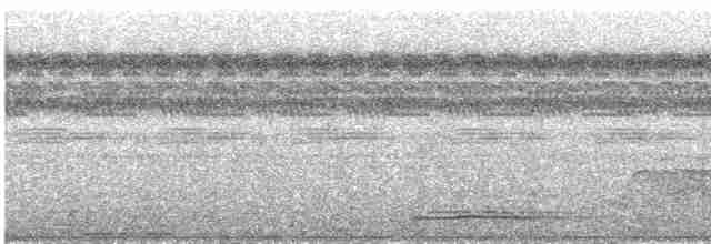 Koca Başlı Motmot [platyrhynchum grubu] - ML609056484